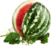 Citrullus Lanatus anguria ingrediente Uro Up Forte