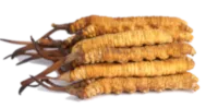 Cordyceps fungo ingrediente Uro Up Forte